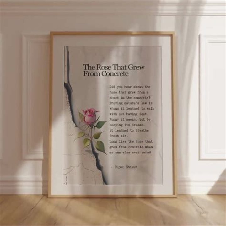 What is the message of the rose that grew from concrete?