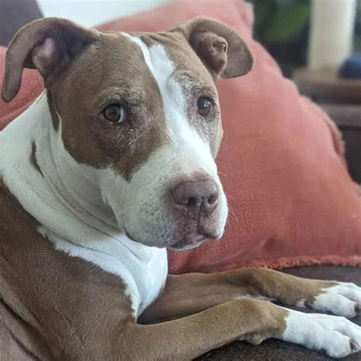 Wil Wheaton Pets - Celebrity Pets