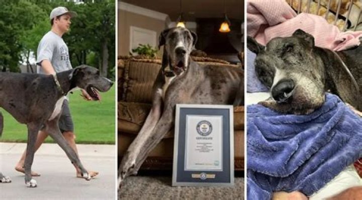 World’s Tallest Dog, Zeus the Great Dane, Has Tragically Passed Away From Cancer at Age Three