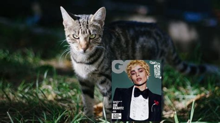 Zoe Kravitz, dog person: ‘I think cats are bitchy and complicated and difficult’